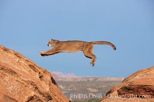 Mountain lion leaping., Puma concolor, natural history stock photograph, photo id 12354