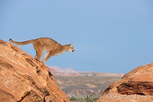 Mountain lion leaping., Puma concolor, natural history stock photograph, photo id 12355