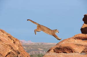 Mountain lion leaping, Puma concolor