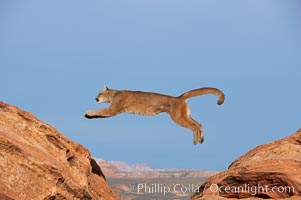 Mountain lion leaping., Puma concolor, natural history stock photograph, photo id 12357