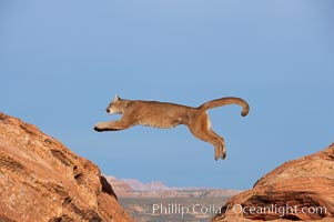 Mountain lion leaping, Puma concolor