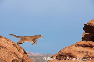 Mountain lion leaping., Puma concolor, natural history stock photograph, photo id 12358