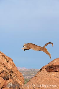 Mountain lion leaping, Puma concolor