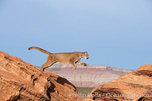 Mountain lion leaping, Puma concolor