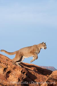 Mountain lion leaping, Puma concolor