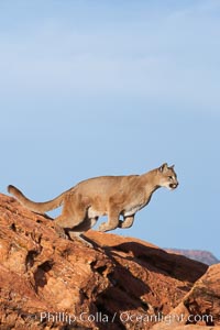 Mountain lion leaping, Puma concolor