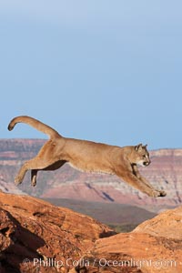 Mountain lion leaping, Puma concolor