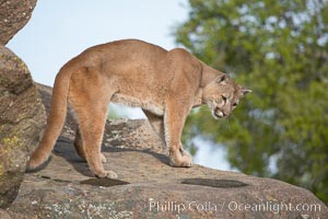 Mountain lion, Sierra Nevada foothills, Mariposa, California, Puma concolor