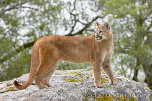 Mountain lion, Sierra Nevada foothills, Mariposa, California, Puma concolor