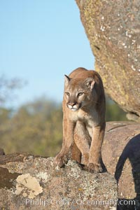 Mountain lion, Sierra Nevada foothills, Mariposa, California, Puma concolor