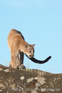 Mountain lion, Sierra Nevada foothills, Mariposa, California, Puma concolor