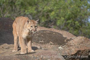 Mountain lion, Sierra Nevada foothills, Mariposa, California, Puma concolor