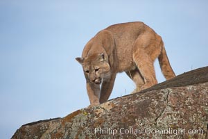 Mountain lion, Sierra Nevada foothills, Mariposa, California, Puma concolor