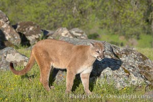Mountain lion, Sierra Nevada foothills, Mariposa, California., Puma concolor, natural history stock photograph, photo id 15822