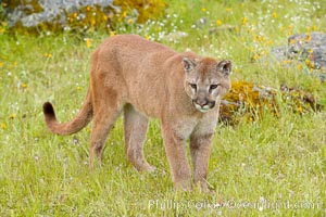 Mountain lion, Sierra Nevada foothills, Mariposa, California, Puma concolor