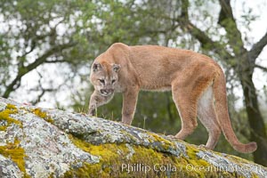 Mountain lion, Sierra Nevada foothills, Mariposa, California, Puma concolor