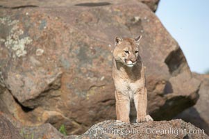 Mountain lion, Sierra Nevada foothills, Mariposa, California, Puma concolor