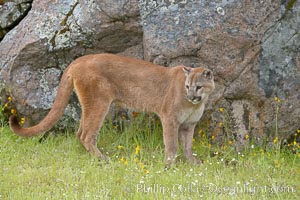 Mountain lion, Sierra Nevada foothills, Mariposa, California, Puma concolor