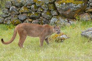 Mountain lion, Sierra Nevada foothills, Mariposa, California., Puma concolor, natural history stock photograph, photo id 15827