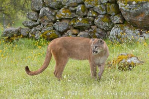 Mountain lion, Sierra Nevada foothills, Mariposa, California, Puma concolor