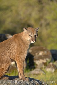 Mountain lion, Sierra Nevada foothills, Mariposa, California, Puma concolor