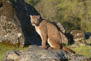 Mountain lion, Sierra Nevada foothills, Mariposa, California, Puma concolor