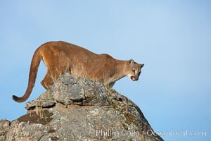 Mountain lion, Sierra Nevada foothills, Mariposa, California, Puma concolor