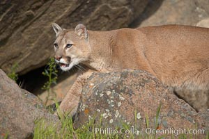 Mountain lion, Sierra Nevada foothills, Mariposa, California, Puma concolor