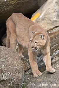 Mountain lion, Sierra Nevada foothills, Mariposa, California., Puma concolor, natural history stock photograph, photo id 15838
