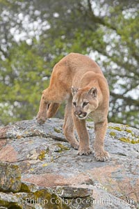 Mountain lion, Sierra Nevada foothills, Mariposa, California., Puma concolor, natural history stock photograph, photo id 15839