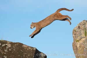 Mountain lion, Sierra Nevada foothills, Mariposa, California, Puma concolor