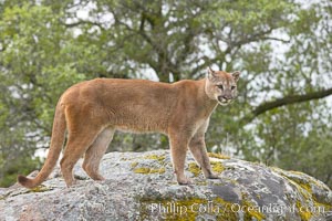 Mountain lion, Sierra Nevada foothills, Mariposa, California, Puma concolor