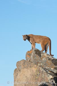 Mountain lion, Sierra Nevada foothills, Mariposa, California., Puma concolor, natural history stock photograph, photo id 15844