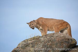 Mountain lion, Sierra Nevada foothills, Mariposa, California, Puma concolor