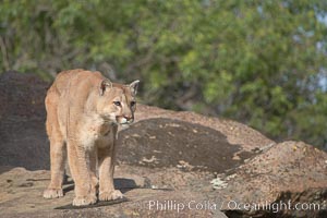 Mountain lion, Sierra Nevada foothills, Mariposa, California, Puma concolor