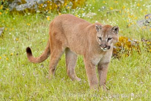 Mountain lion, Sierra Nevada foothills, Mariposa, California, Puma concolor