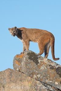 Mountain lion, Sierra Nevada foothills, Mariposa, California., Puma concolor, natural history stock photograph, photo id 15853
