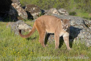 Mountain lion, Sierra Nevada foothills, Mariposa, California., Puma concolor, natural history stock photograph, photo id 15854