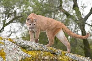 Mountain lion, Sierra Nevada foothills, Mariposa, California, Puma concolor