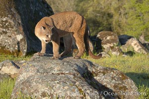 Mountain lion, Sierra Nevada foothills, Mariposa, California, Puma concolor