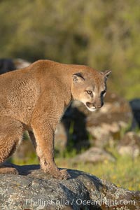 Mountain lion, Sierra Nevada foothills, Mariposa, California, Puma concolor