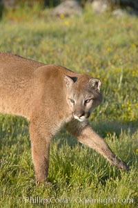 Mountain lion, Sierra Nevada foothills, Mariposa, California, Puma concolor