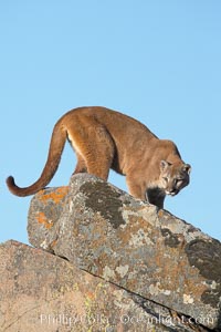 Mountain lion, Sierra Nevada foothills, Mariposa, California, Puma concolor