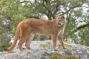 Mountain lion, Sierra Nevada foothills, Mariposa, California, Puma concolor