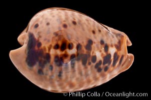 Mouse Cowrie, Cypraea mus
