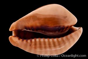 Mouse Cowrie, Cypraea mus