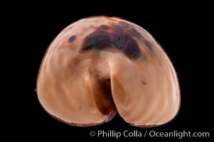 Mouse Cowrie, Cypraea mus