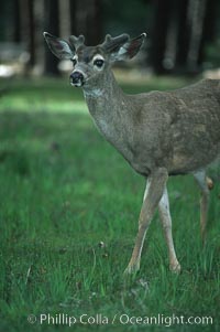 Mule deer, Yosemite Valley, Yosemite National Park, California