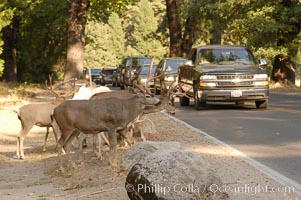 Mule deer pause beside traffic in Yosemite Valley, Odocoileus hemionus, Yosemite National Park, California