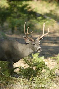 Mule deer, Yosemite Valley, Odocoileus hemionus, Yosemite National Park, California